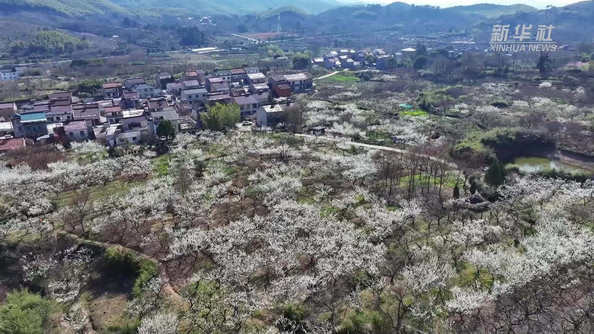 春满胜景文旅旺｜江苏溧阳：嘉应子花繁胜似雪 乡村春景迎客来