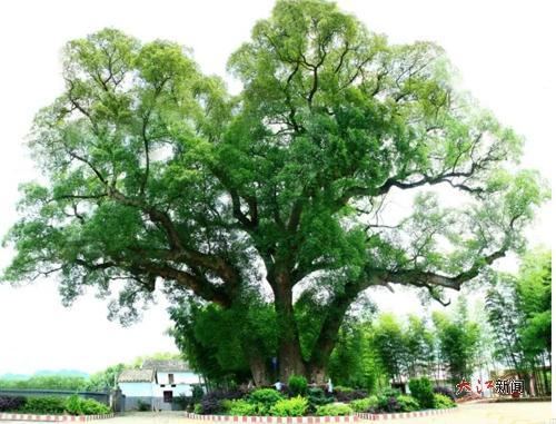 安福的“五爪樟”