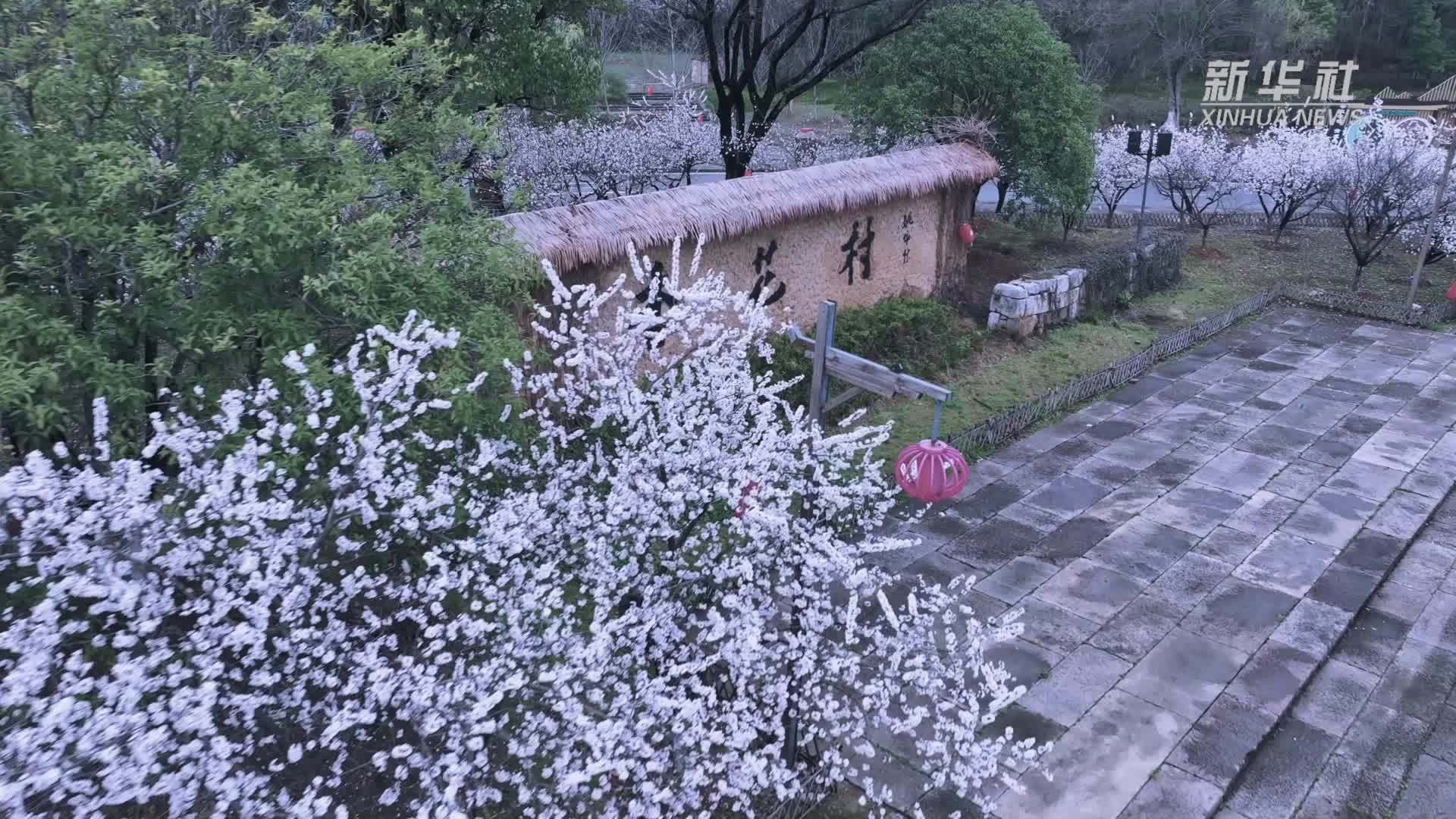 安徽池州：杏花烟雨入江南