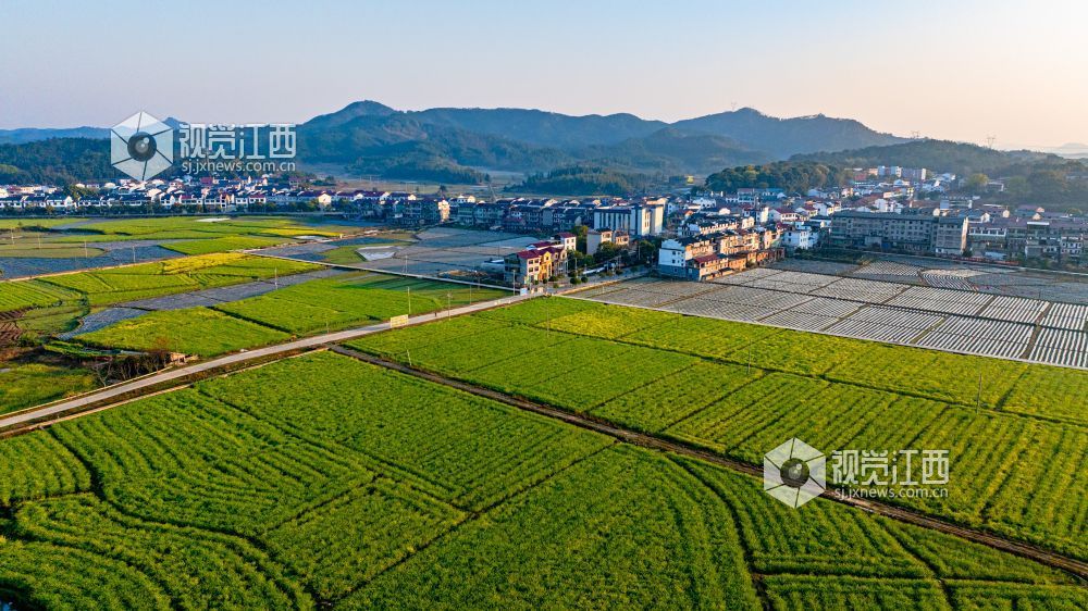 2025年3月19日在江西省吉安市峡江县砚溪镇拍摄。