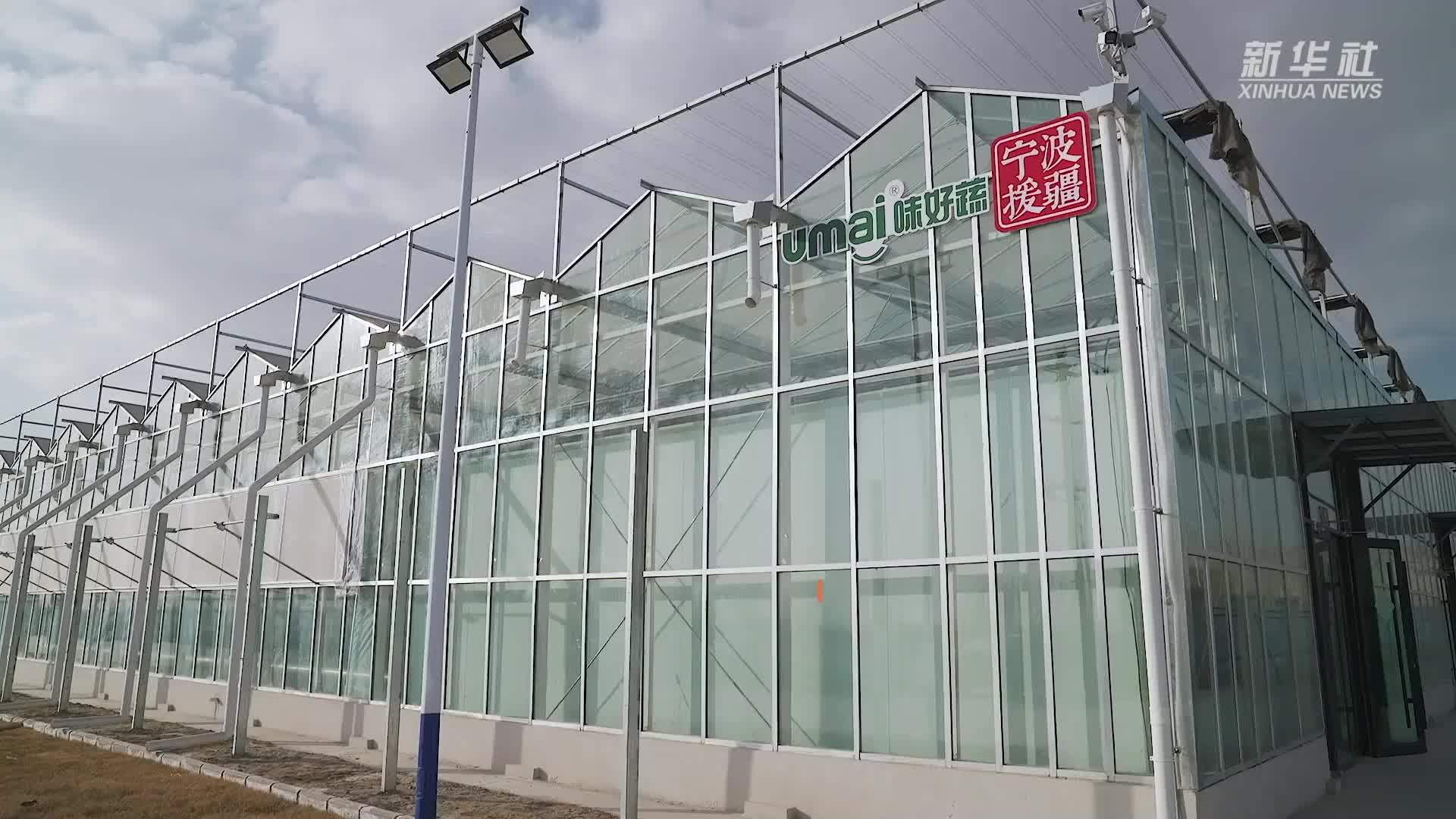 新疆库车：植物工厂让农民变身“科技农人”