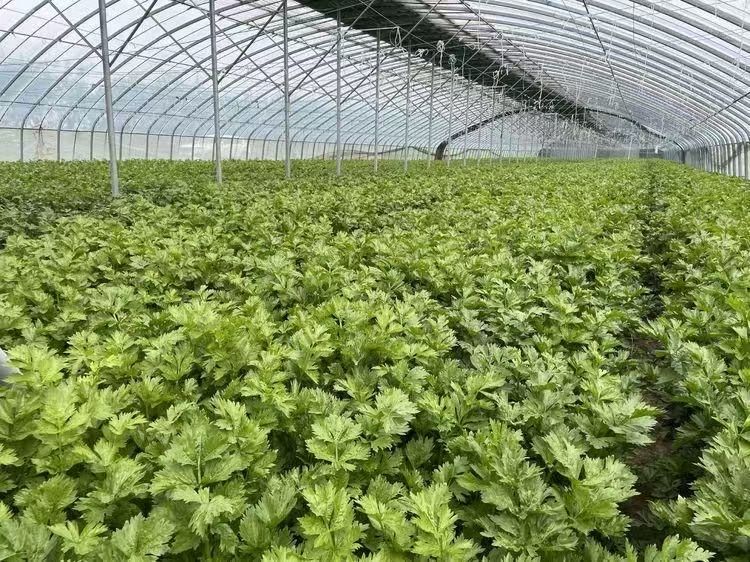 这里的万亩西瓜“甜蜜”上市啦!