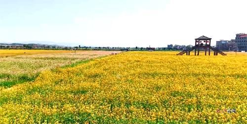 七彩油菜花田