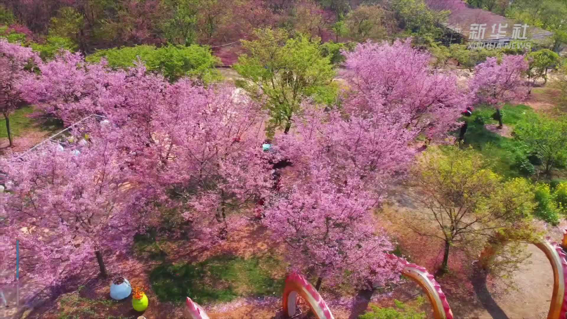 江西鄱阳：春色烂漫樱花园