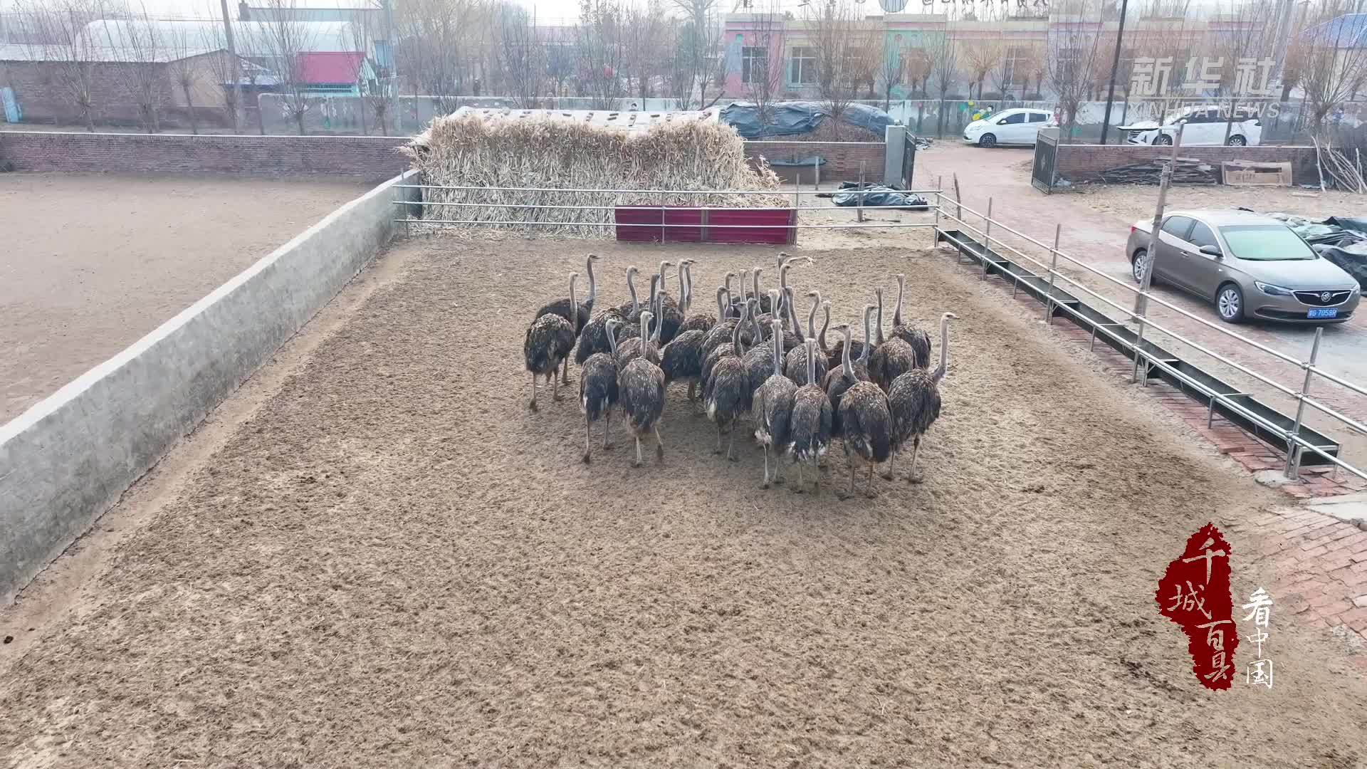 千城百县看中国｜内蒙古：鸵鸟养殖托起致富新希望