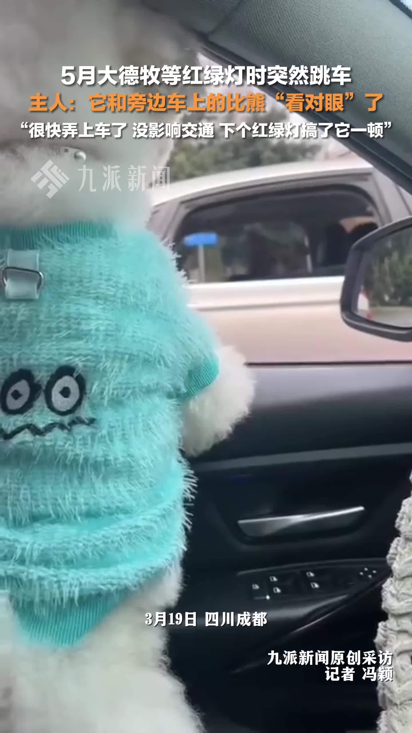 狗主人回应德牧等红绿灯时突然跳车：它和旁边车上的比熊“看对眼”了，没影响交通