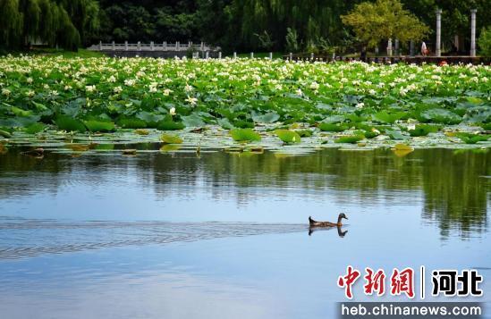 图为廊坊市自然公园。 廊坊市委宣传部供图