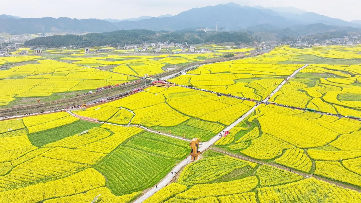 福地怀化展芳华 青春会同绘新篇 ——2025湖南省油菜花节会同分会场活动盛大启幕