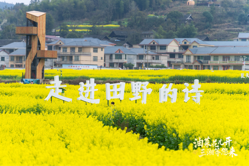 福地怀化展芳华 青春会同绘新篇 ——2025湖南省油菜花节会同分会场活动盛大启幕