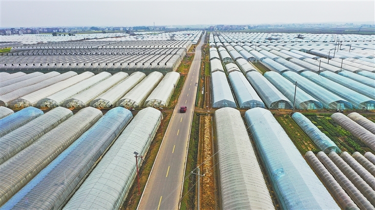 高安市上湖乡富硒辣椒产业基地的环村公路。江西日报全媒体记者 蔡颖辉摄