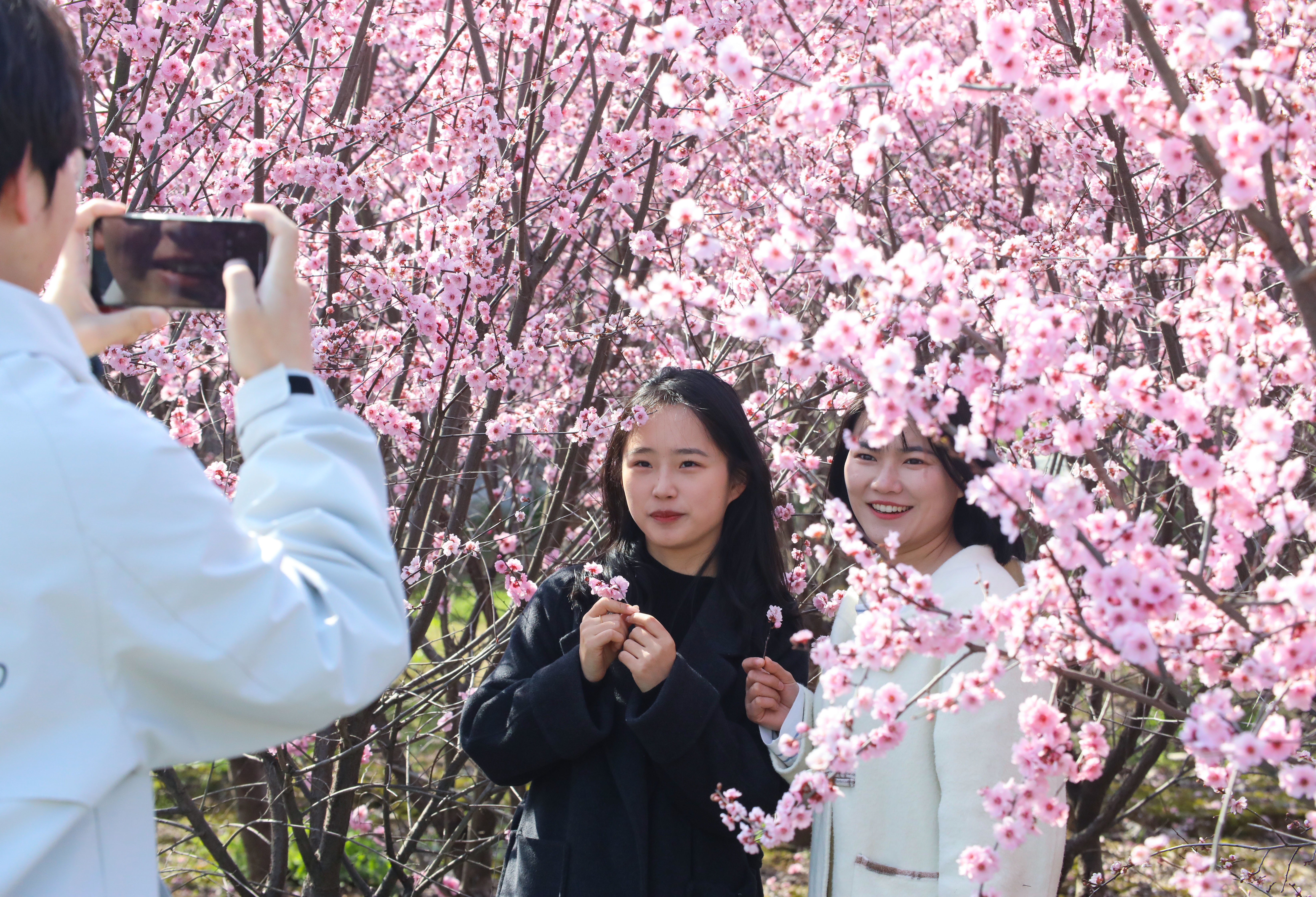 图6.2025年3月18日，游客在安徽省合肥市肥西县丰乐镇大圩村内赏花游玩。