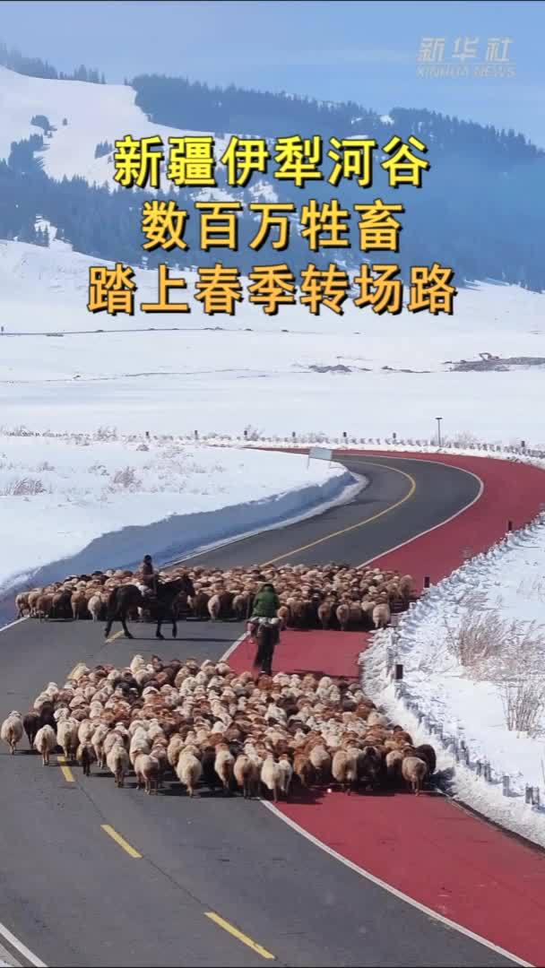 新疆伊犁河谷数百万牲畜踏上春季转场路