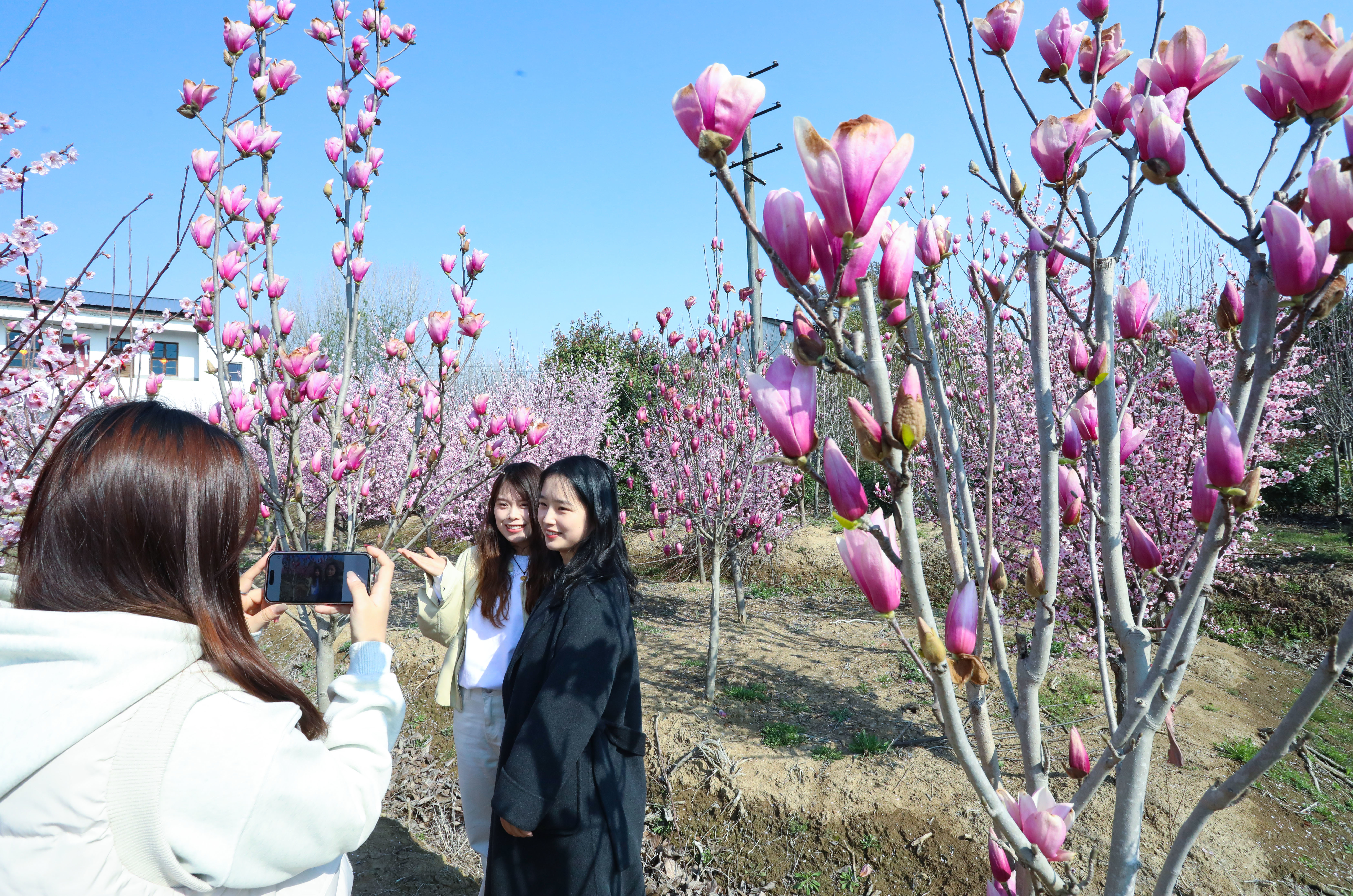 图2.2025年3月18日，游客在安徽省合肥市肥西县丰乐镇大圩村内赏花游玩。