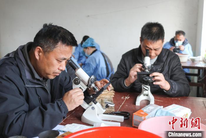 图为技术人员在对雌蛾进行涂片镜检。马进伟 摄