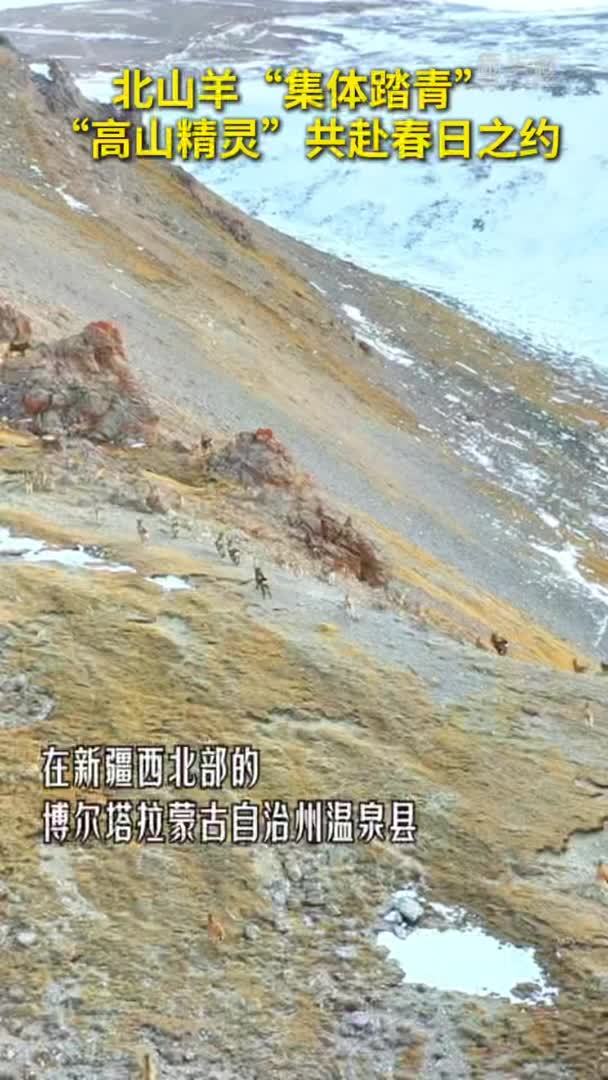 秀我中国｜北山羊“集体踏青”“高山精灵”共赴春日之约