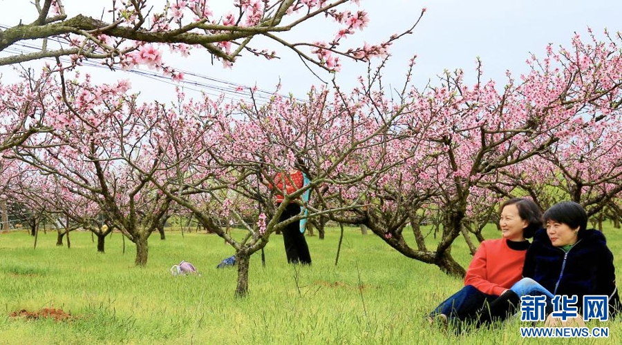 游人们在桃花园内踏春赏花。新华网发