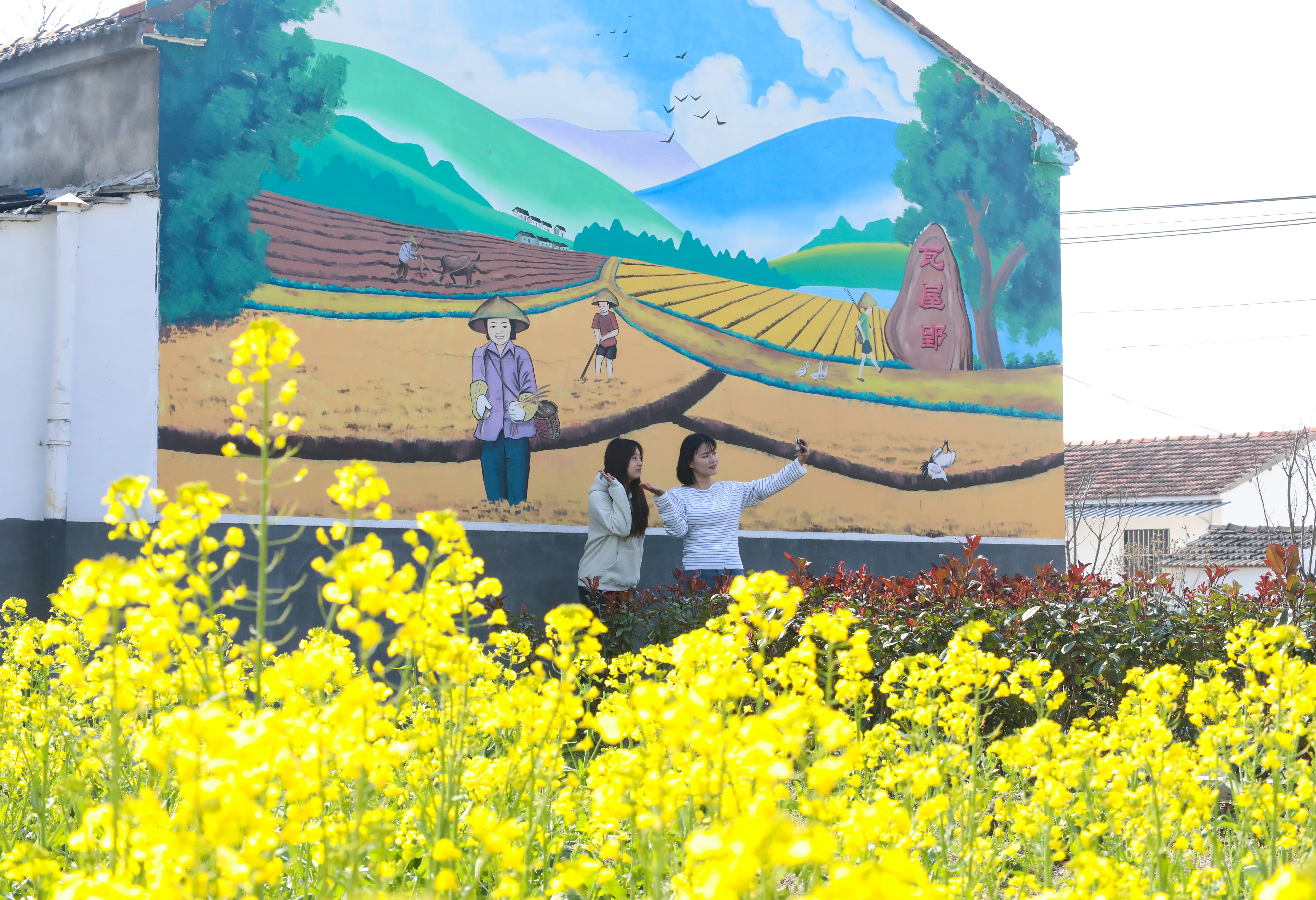 图3.2025年3月18日，游客在安徽省合肥市肥西县丰乐镇大圩村内赏花游玩。