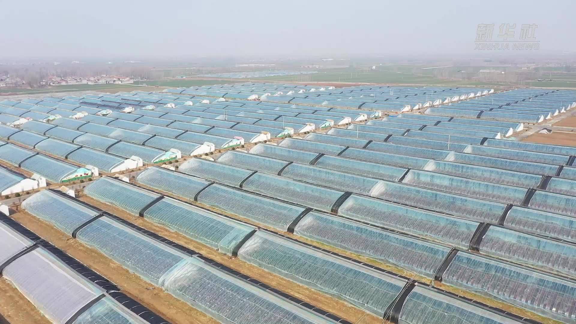 千城胜景｜山东巨野：春日蓝莓喜丰收