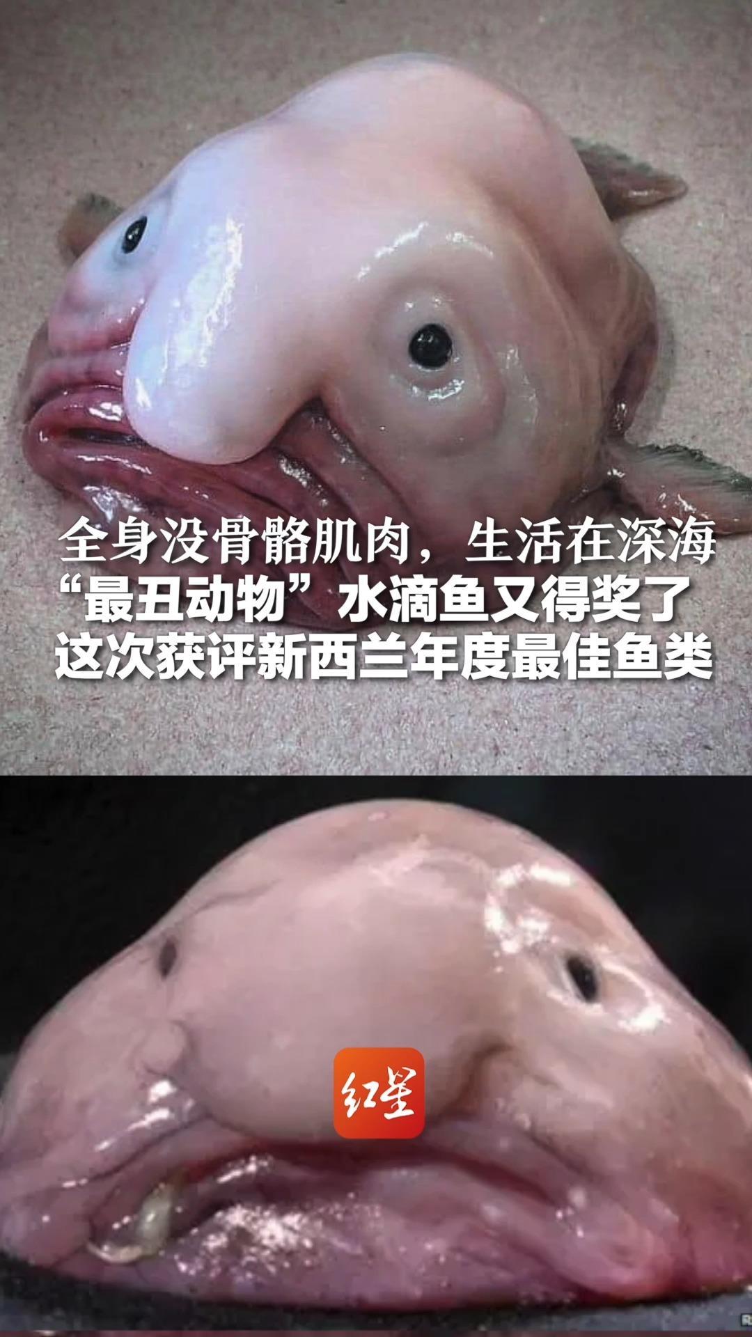 全身没骨骼肌肉，生活在深海“最丑动物”水滴鱼又得奖了  这次获评新西兰年度最佳鱼类