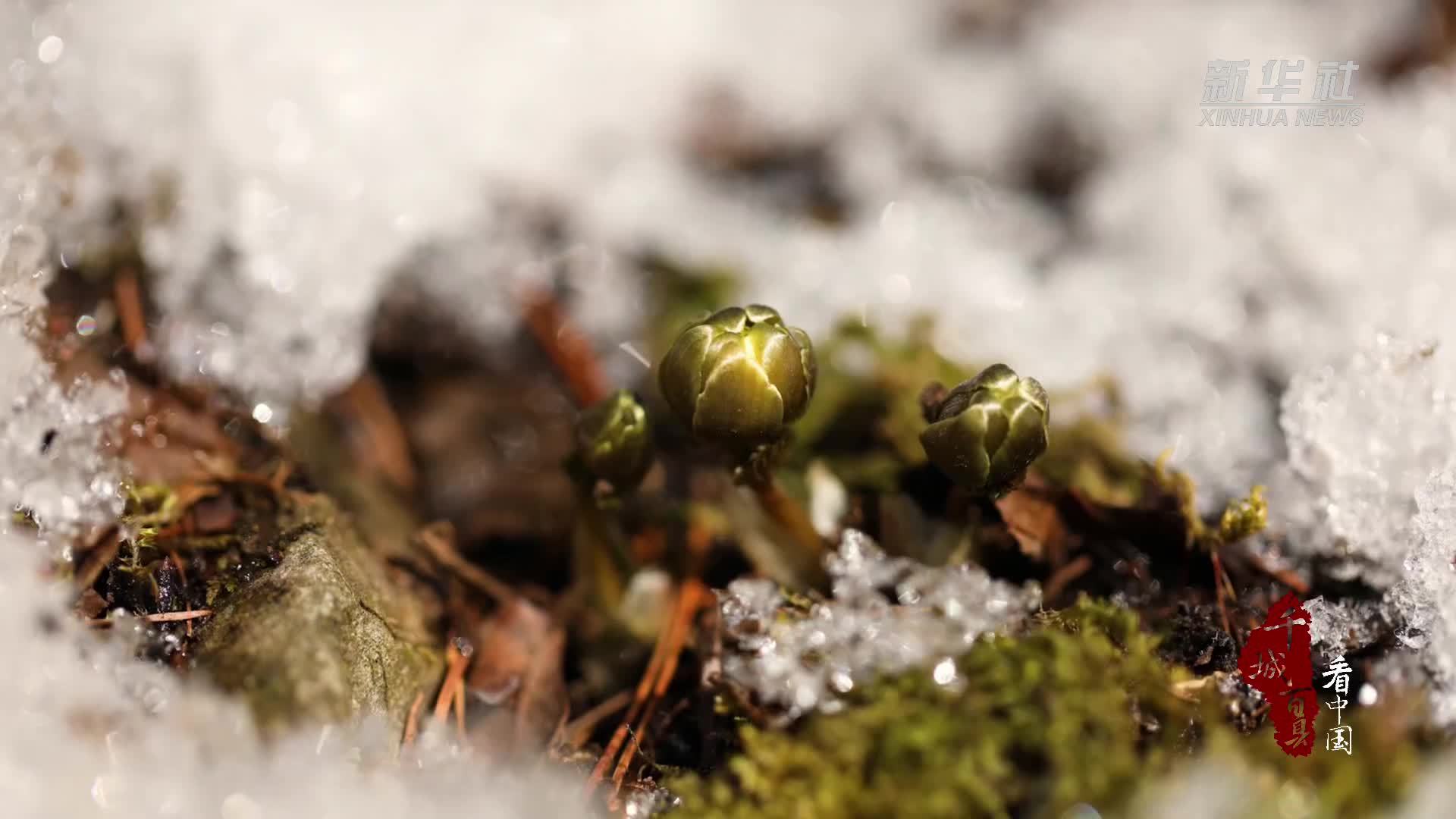 千城百县看中国｜吉林集安：冰凌花开迎春来