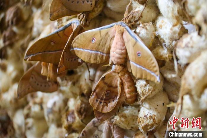 图为蛾房内的蚕蛾。马进伟 摄