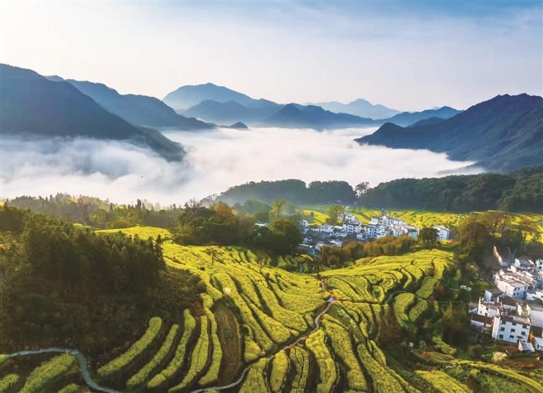 江岭梯田十万顷油菜花盛开。 夏一军 摄