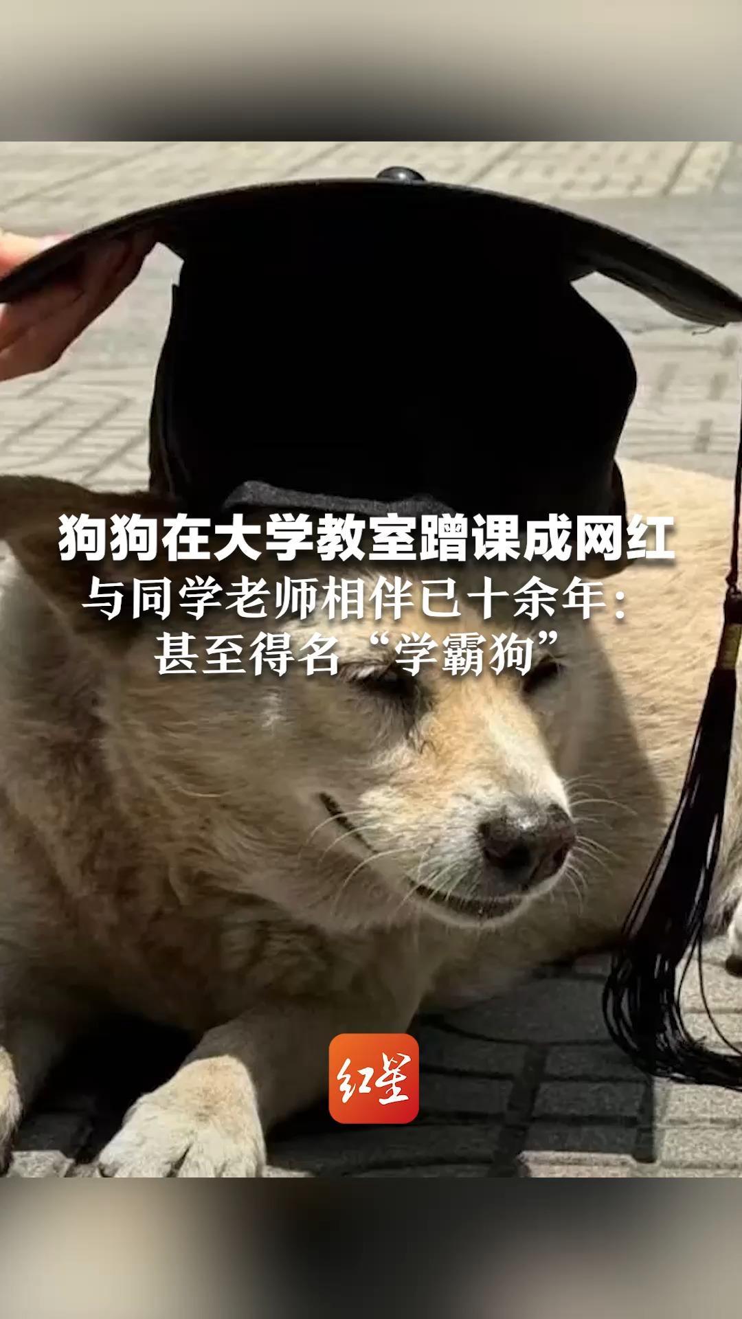 狗狗在大学教室蹭课成网红   与同学老师相伴已十余年：甚至得名“学霸狗”