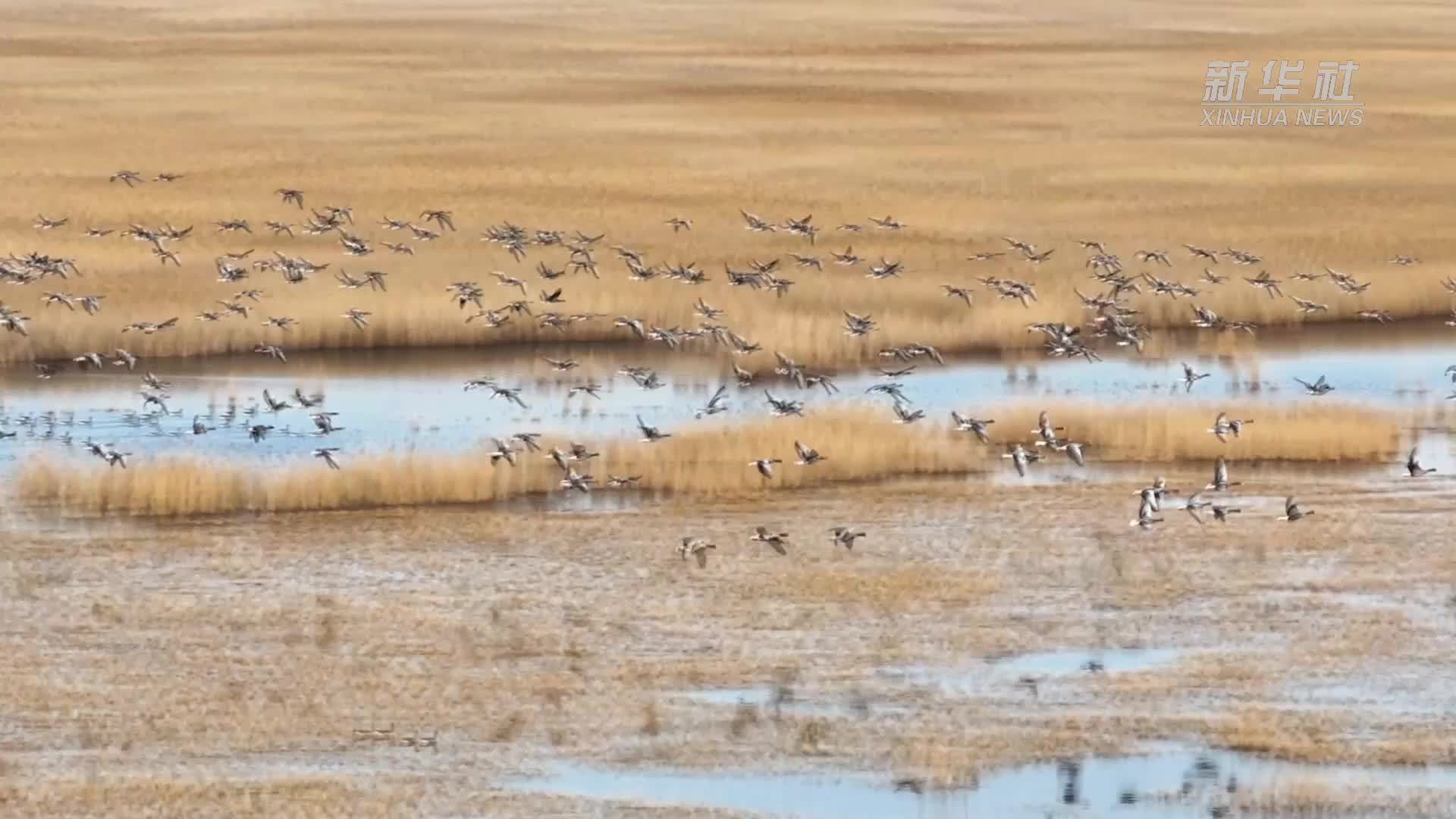 河北南大港湿地候鸟归来舞翩跹