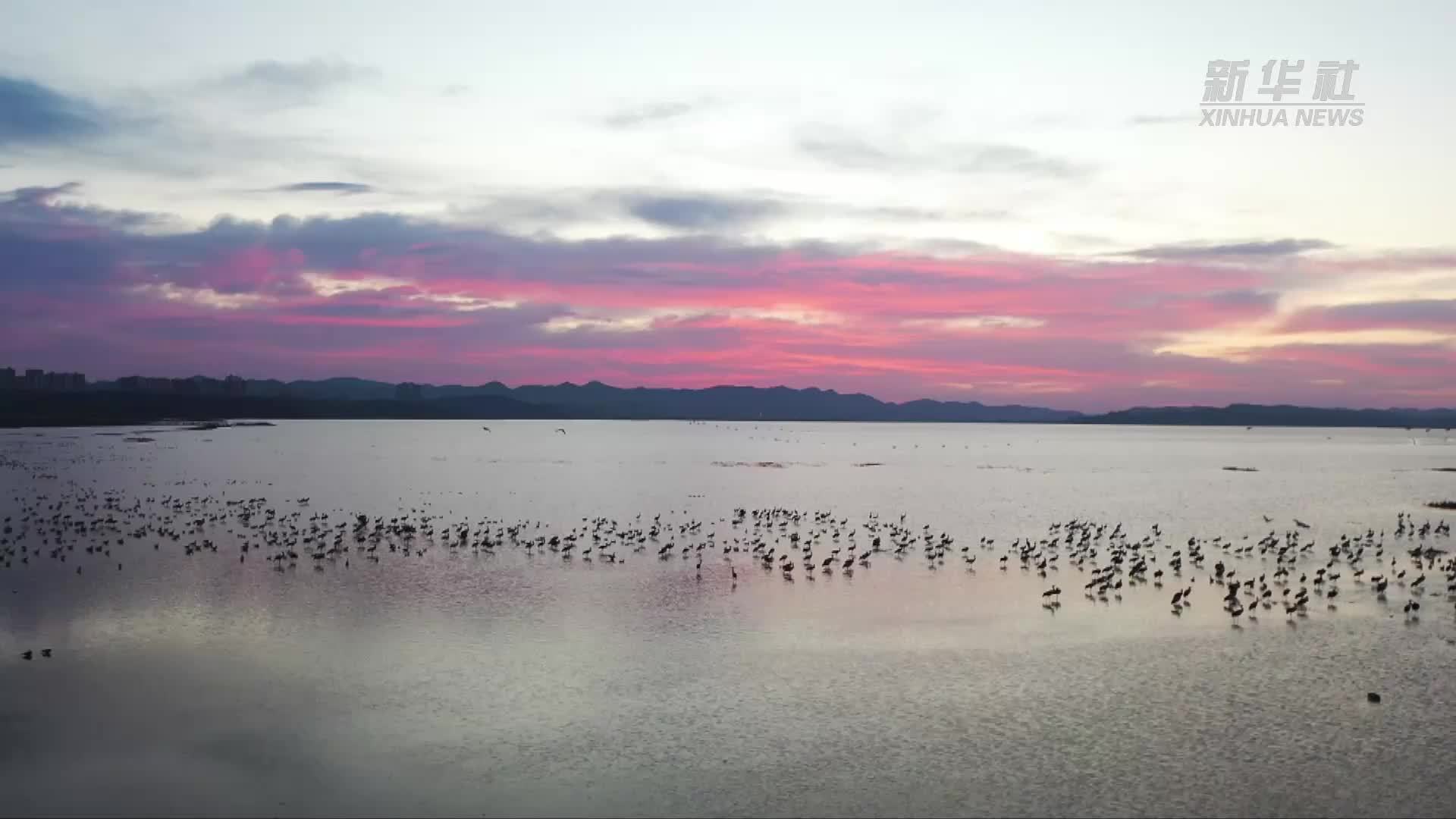 贵州草海越冬黑颈鹤开始北迁