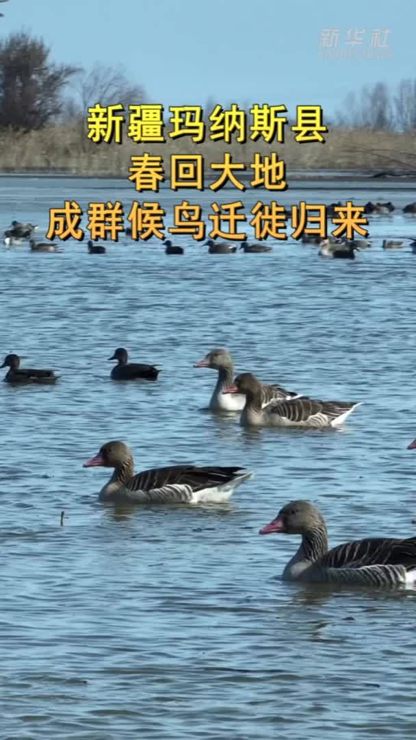 新疆玛纳斯县：春回大地 成群候鸟迁徙归来