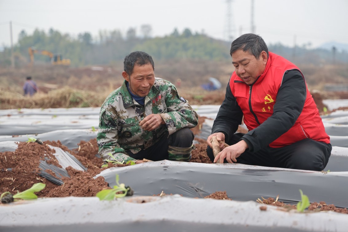 广昌县甘竹镇樟树村烟农在烟叶技术人员的指导下进行烟苗移栽。通讯员徐维栋摄