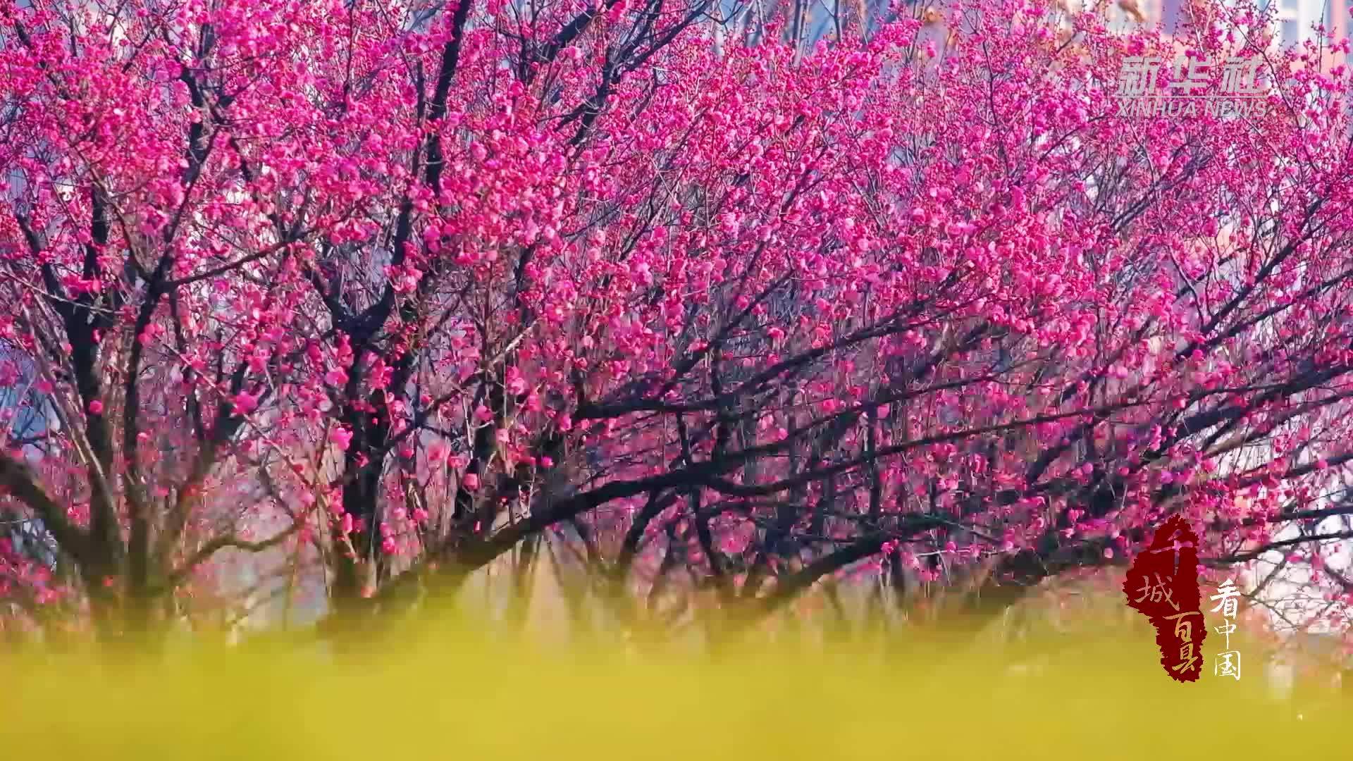 千城百县看中国｜山东枣庄：梅花盛开春景美