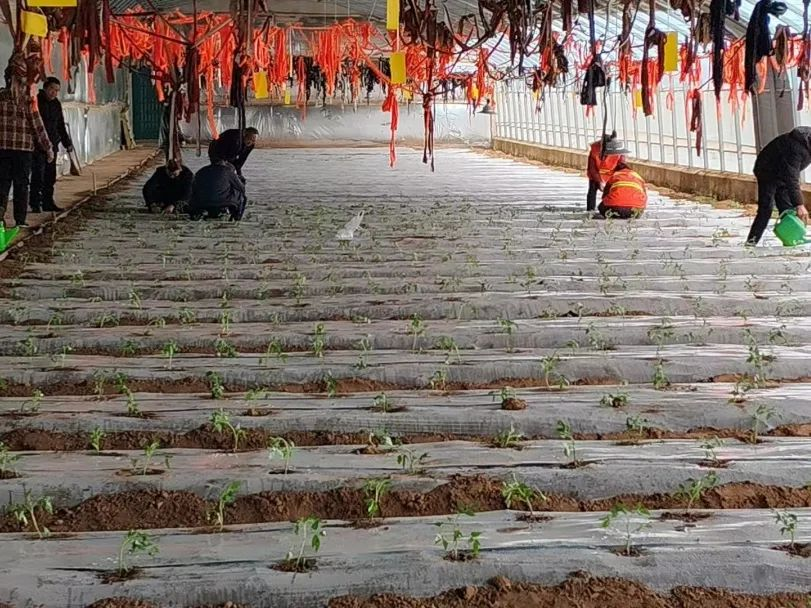 华亭老把式揭秘育苗秘诀　家门口秒变“聚宝棚”