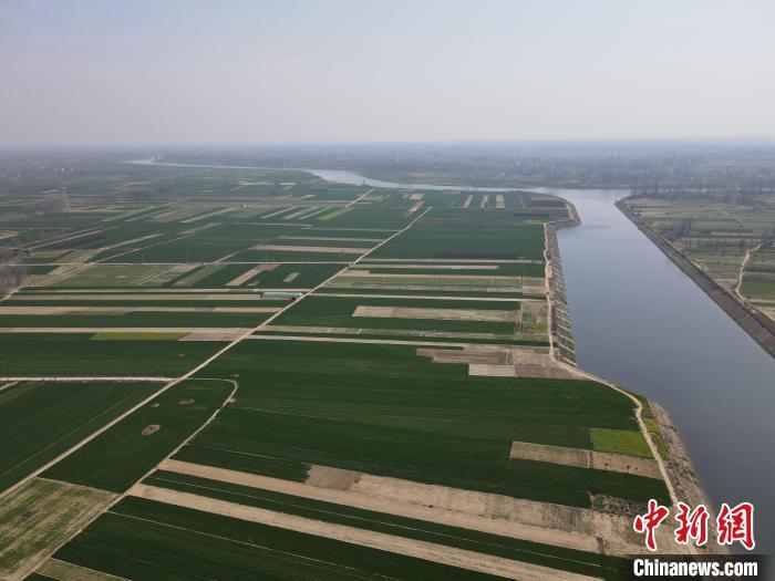 春分时节小麦绿映淮河两岸