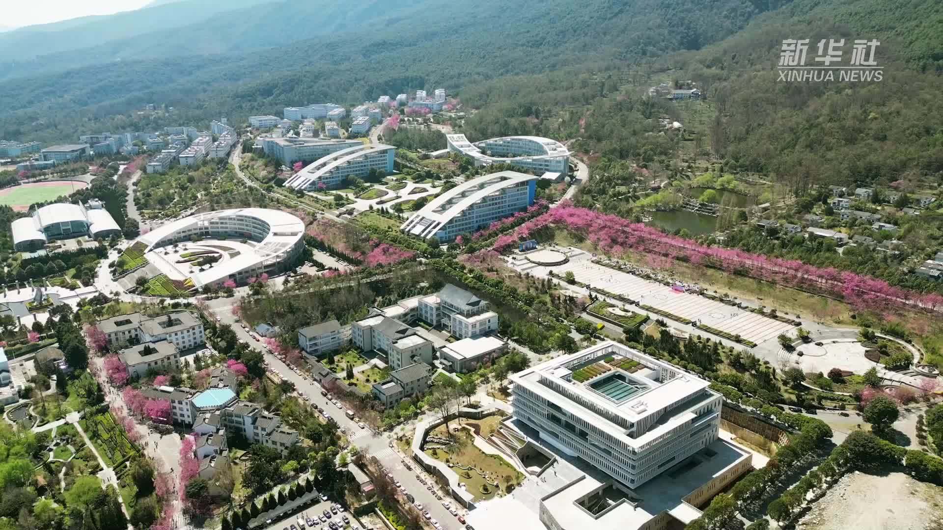 浪漫盛放！大理大学樱花扮靓校园