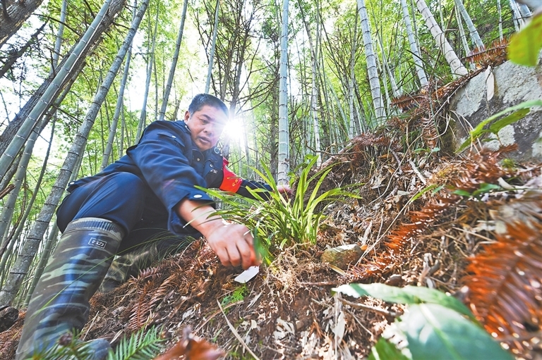 3月18日，武夷山國家公園江西管理局葉家廠保護站護林員，正在察看科研人員培育的蘭花。