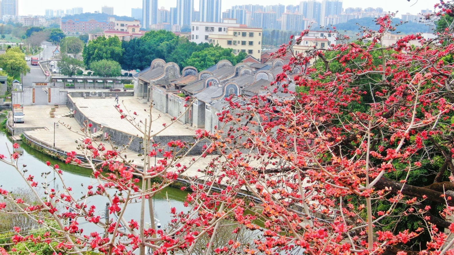 图:盛放的木棉花与青砖灰瓦的镬耳屋交相辉映。凤凰网广东佛山频道 邓志毅 摄