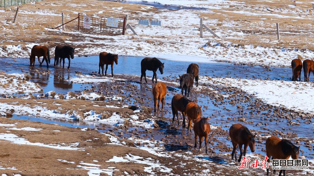 瑞雪落山丹马场　骏马踏春图自成