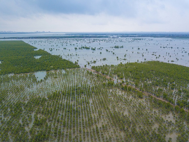 海南儋州一处修复后的湿地，大量人工栽种的红树林长势良好。新华社记者 蒲晓旭 摄