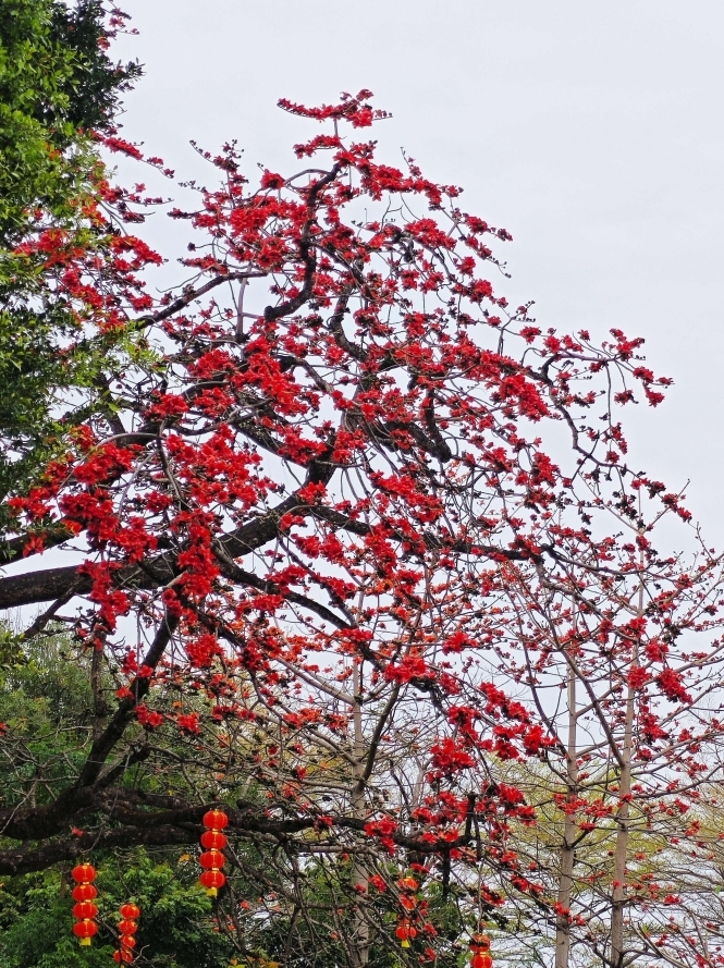 图:大旗头古村内,火红的木棉花正在恣意绽放。凤凰网广东佛山频道 孙柳 摄