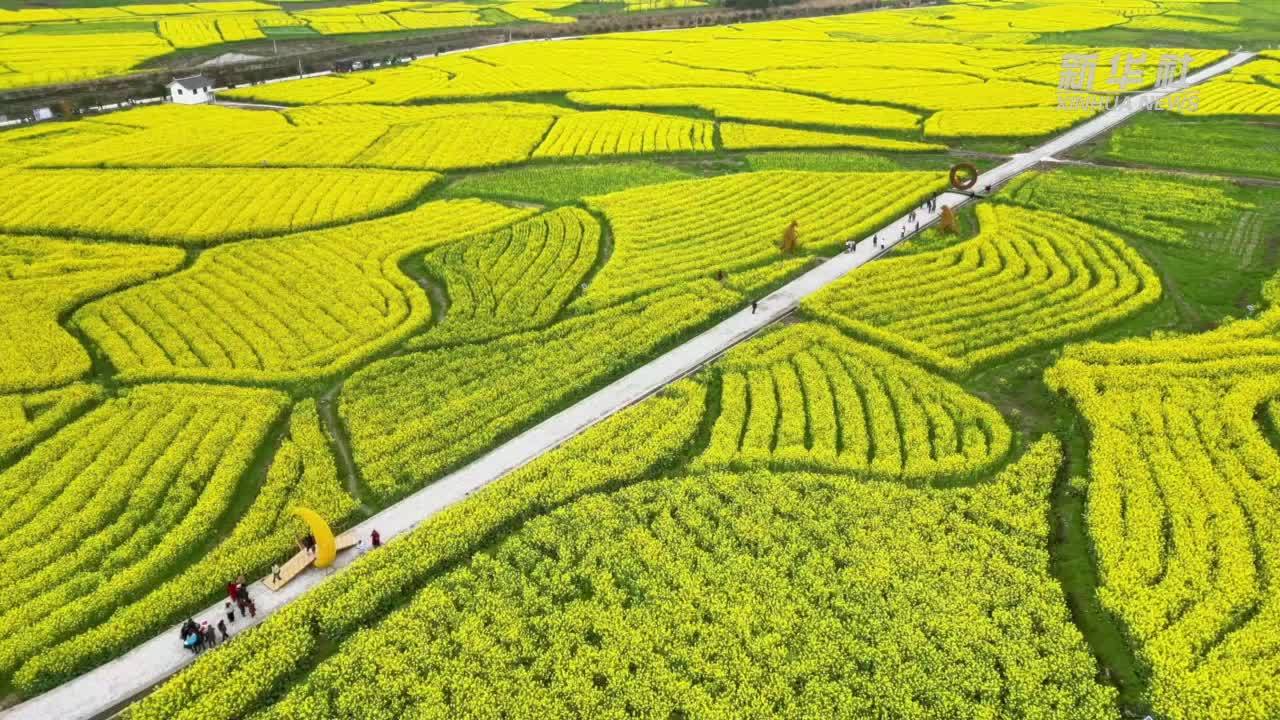 湖南会同：油菜花海里的“春日盛宴”