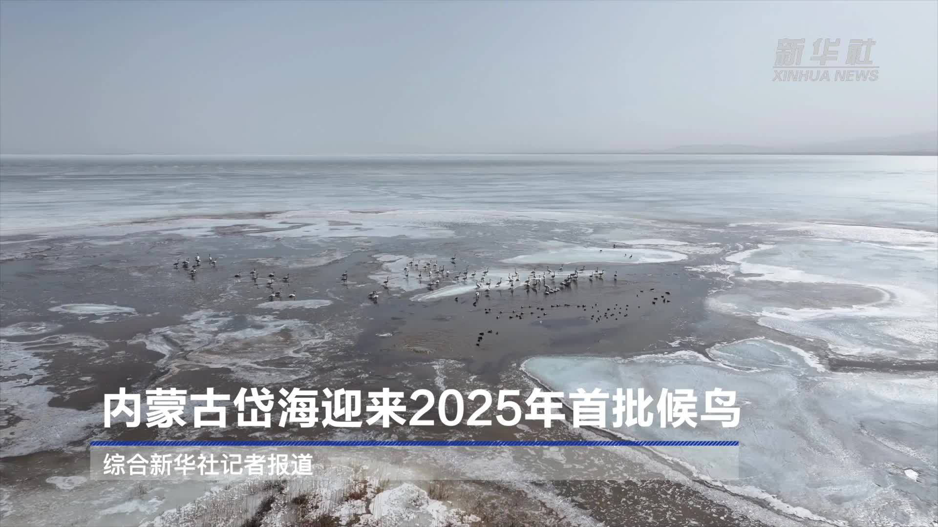 内蒙古岱海迎来2025年首批候鸟