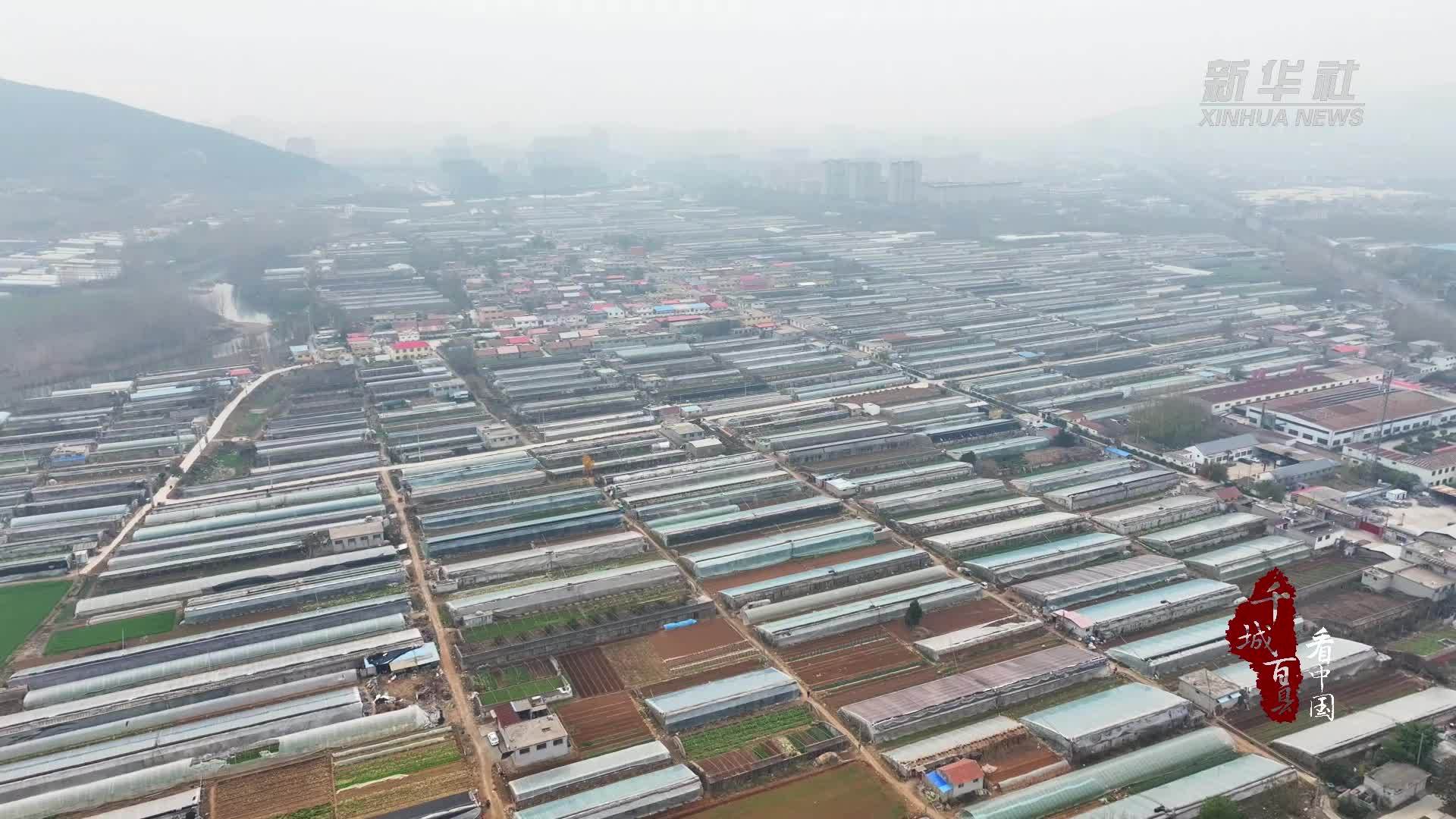 千城百县看中国｜山东枣庄：智慧大棚助力西红柿丰收