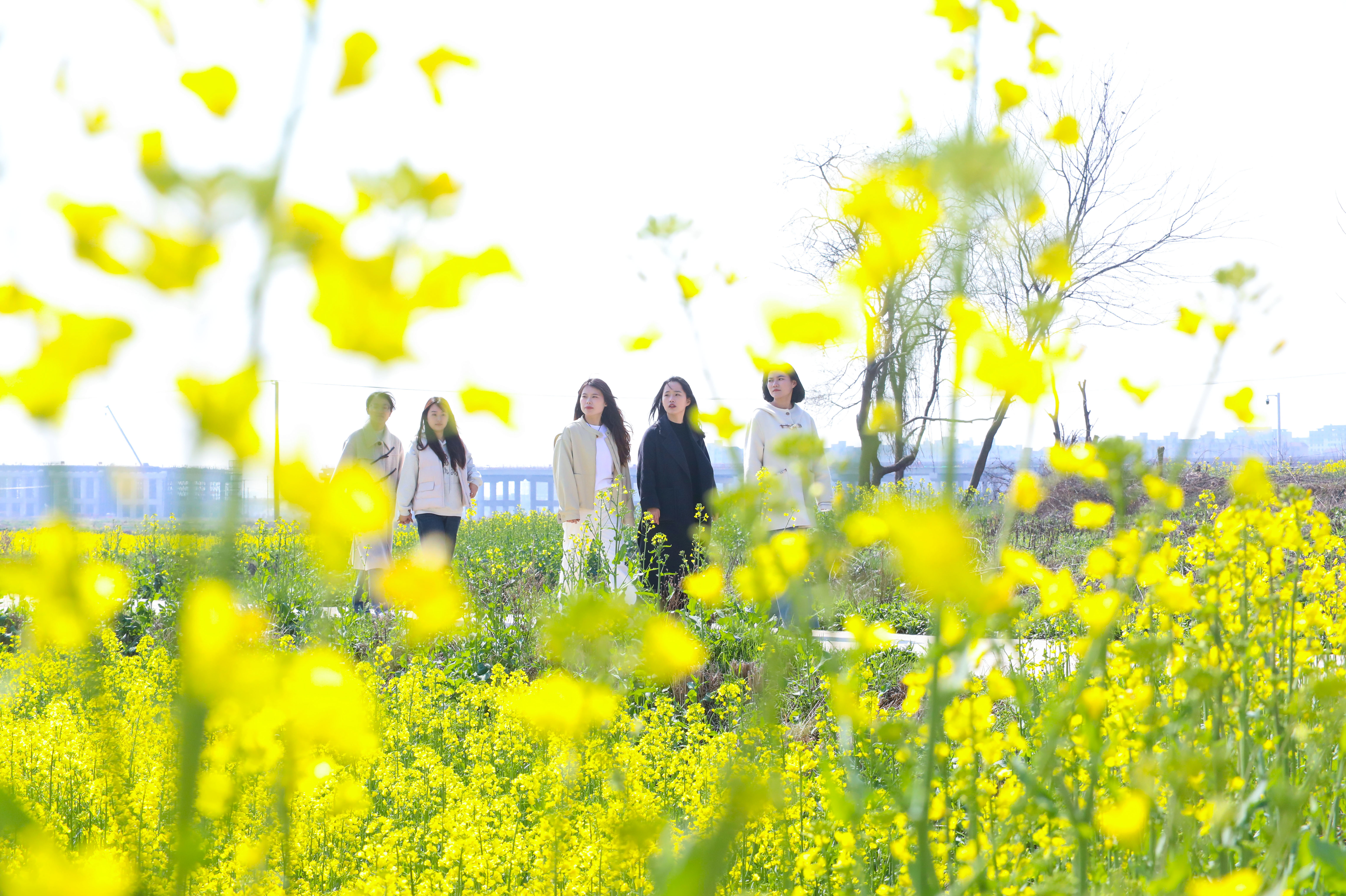 图4.2025年3月18日，游客在安徽省合肥市肥西县丰乐镇大圩村内赏花游玩。