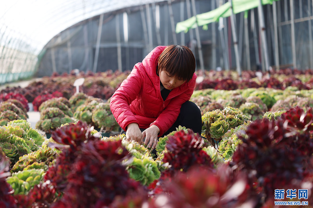 农民在管护多肉植物。新华网发 李世强 摄