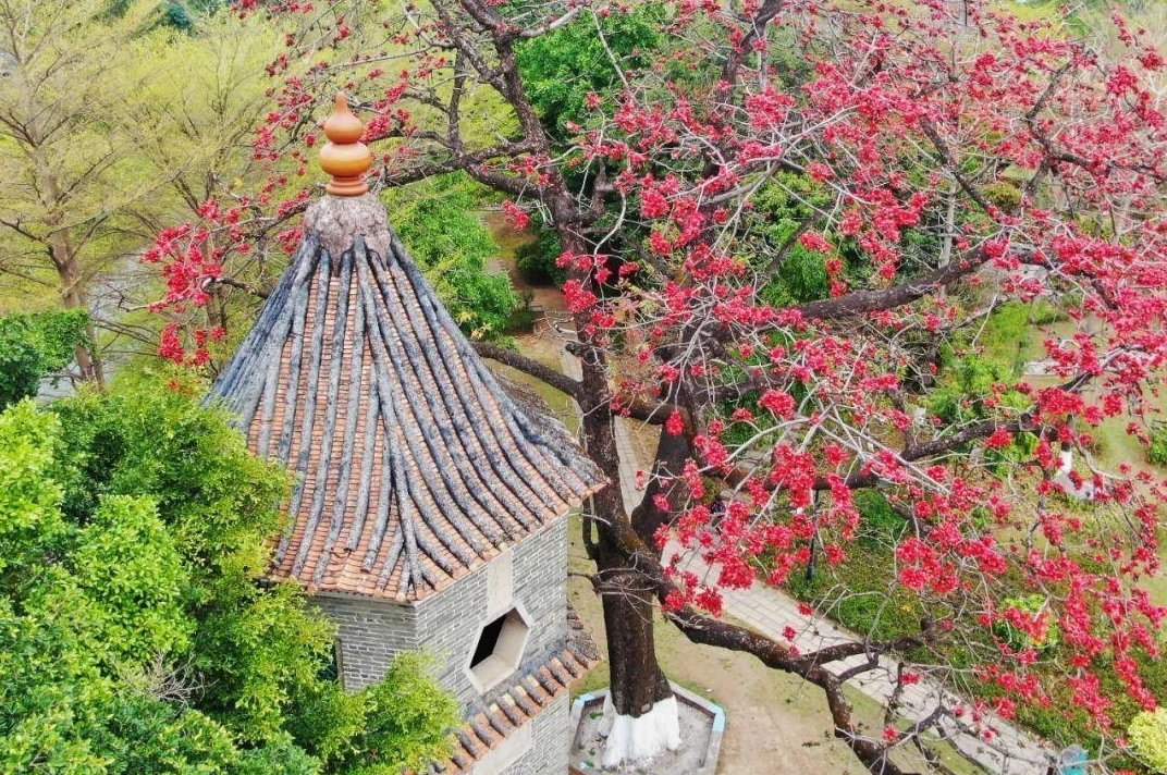 图:盛放的木棉花与巍峨的文塔交相辉映。凤凰网广东佛山频道 邓志毅 摄