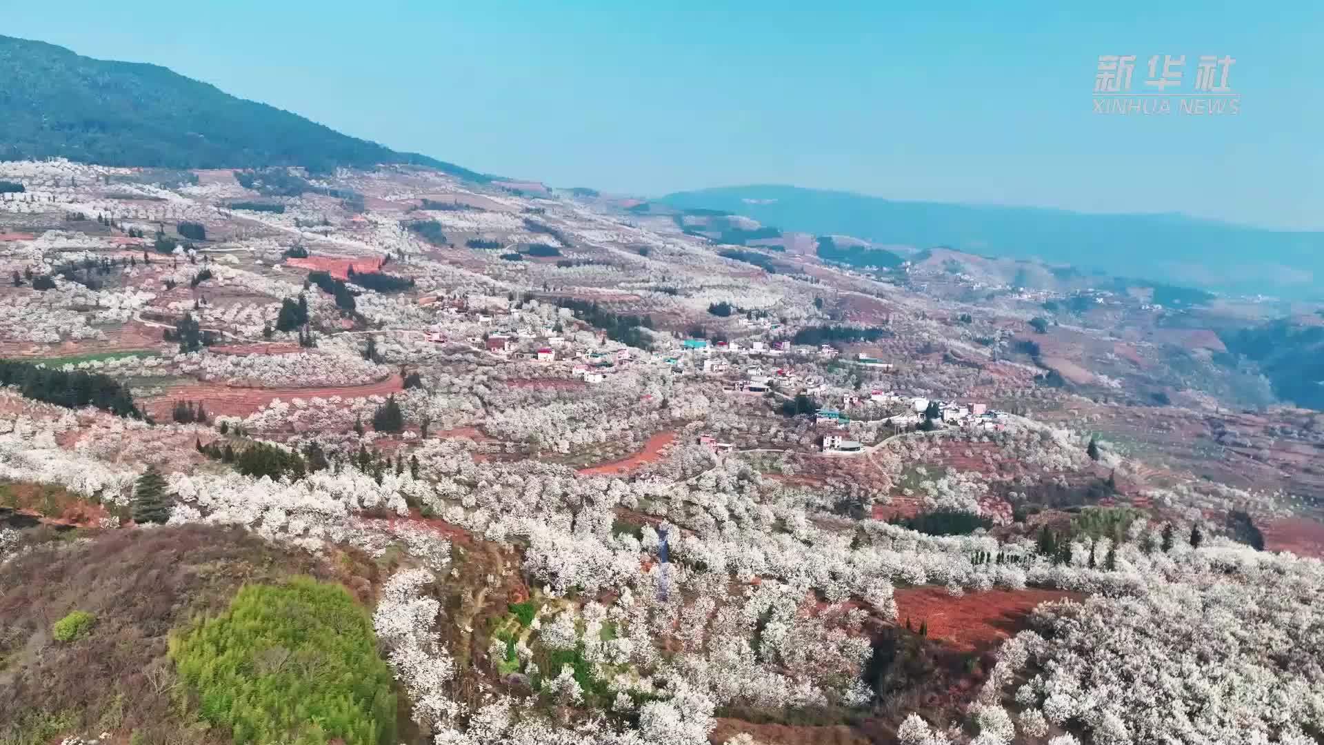 云南个旧万亩梨园“网红”花海进入盛花期