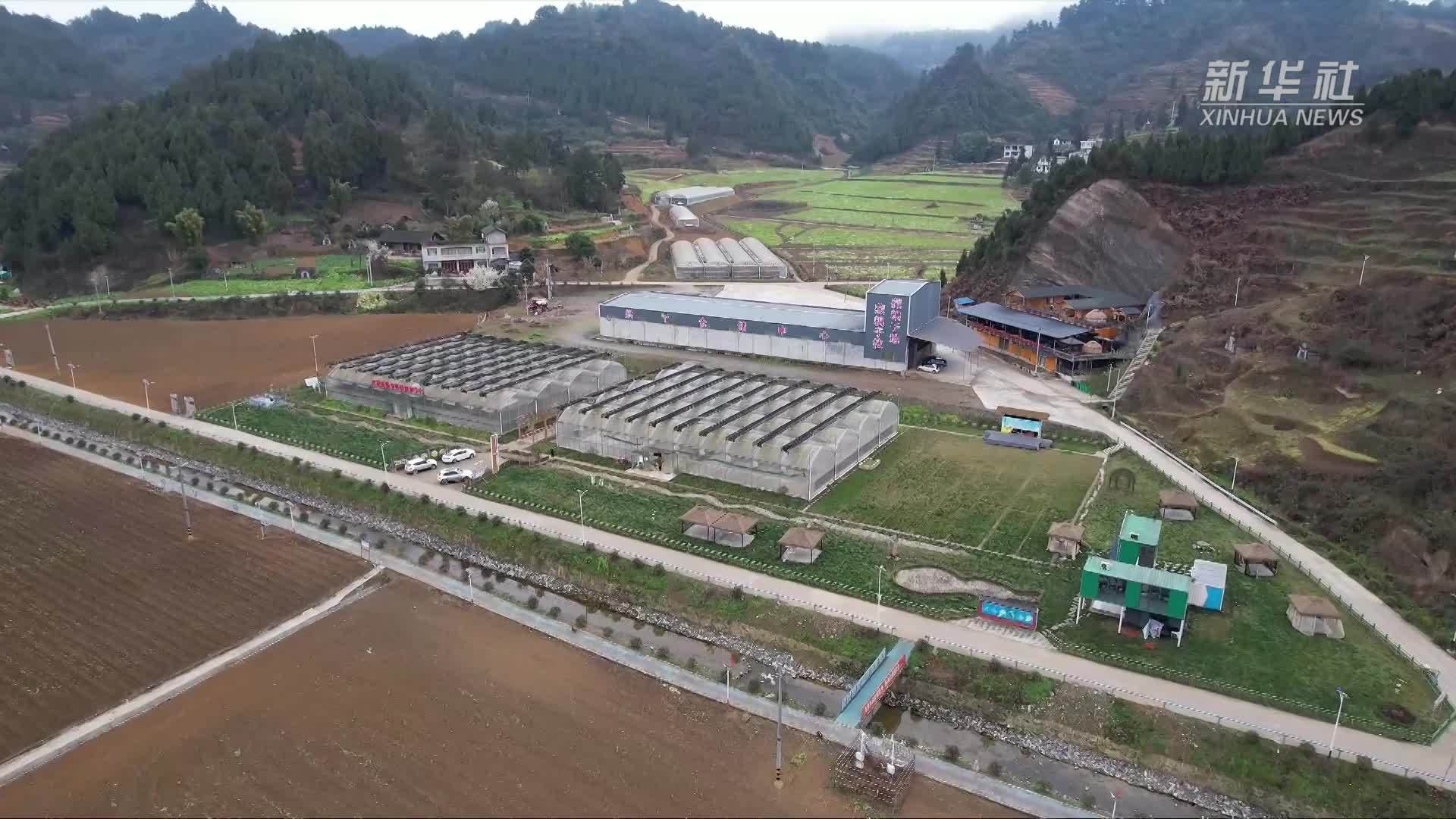 四川古蔺：高粱育苗水上漂 助力春耕促丰产