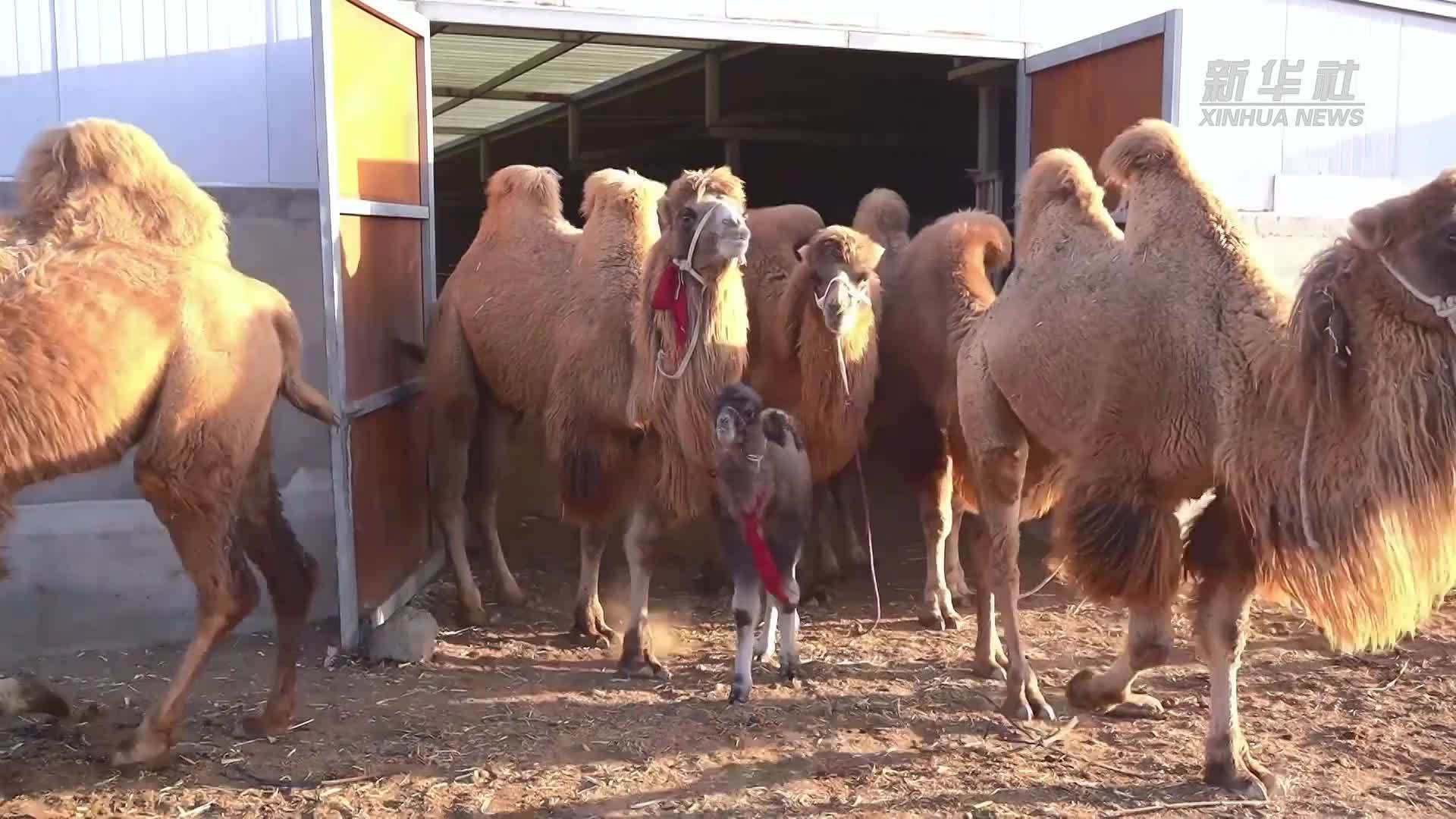 新疆巴州：上万峰骆驼迎来产羔季