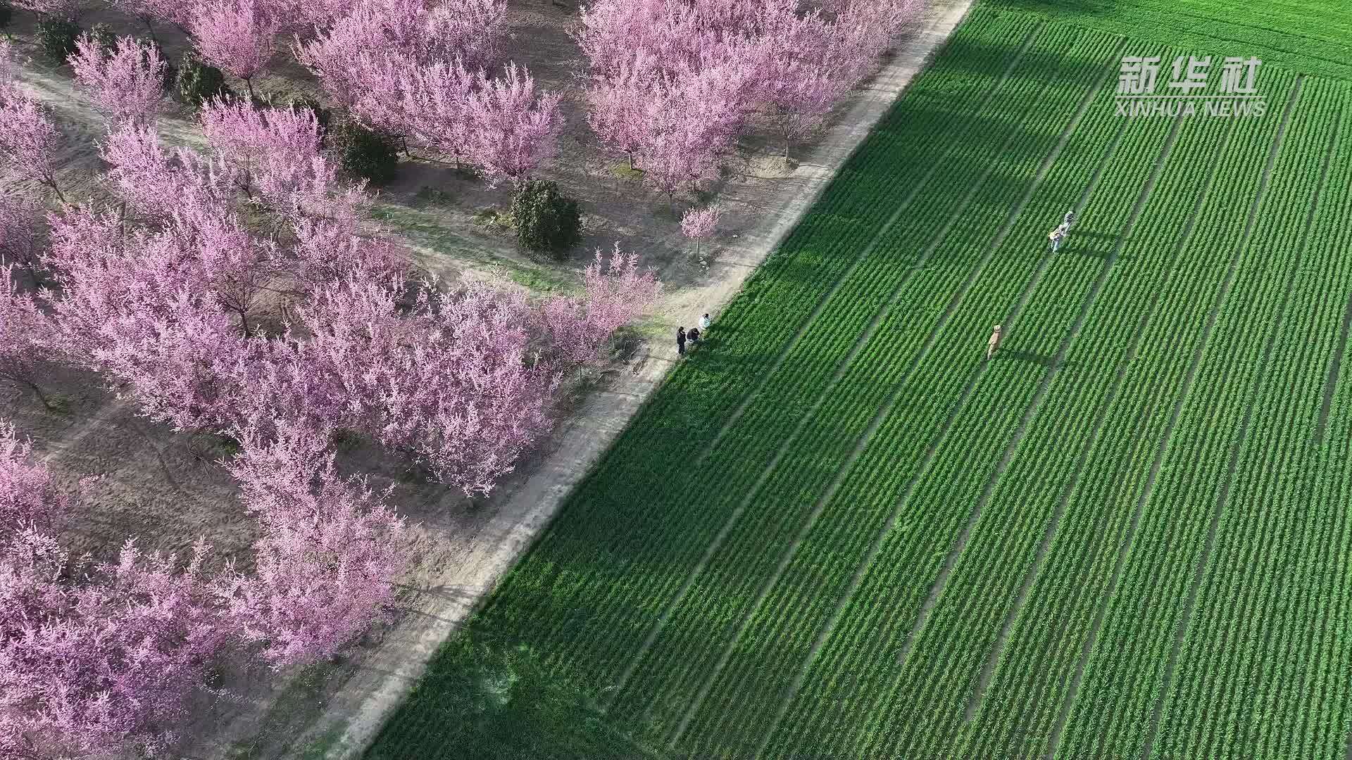 秦川大地春盎然